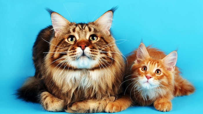 Maine Coon Cat and Kitten on Blue Background