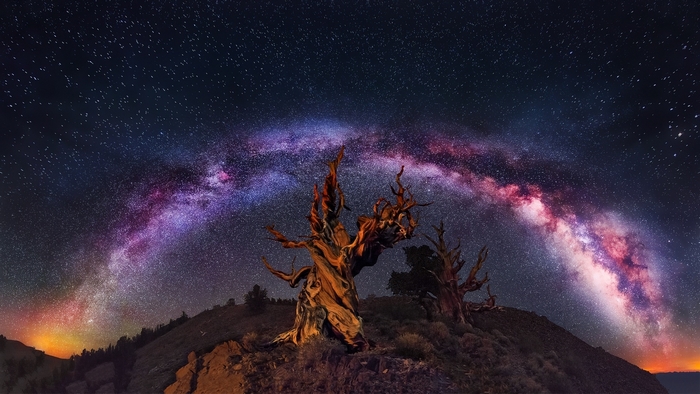 Ancient trees under the Milky Way galaxy