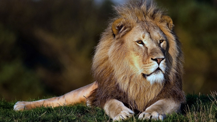 Majestic Lion Lying on Grass in the Wild