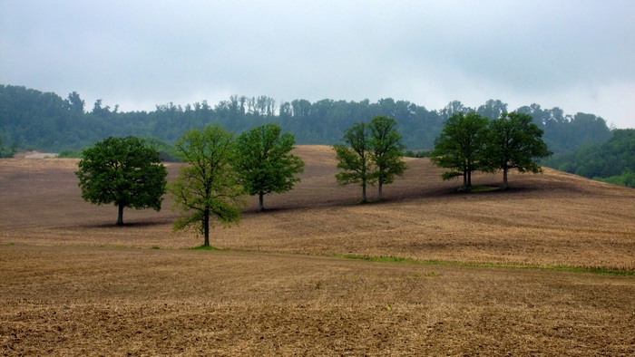 Rural landscape with trees on rolling hills