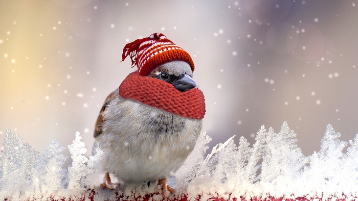 Sparrow wearing a winter hat and scarf in the snow