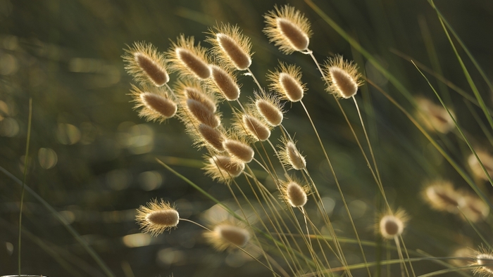 Close-up of backlit bunny tail grass spikes