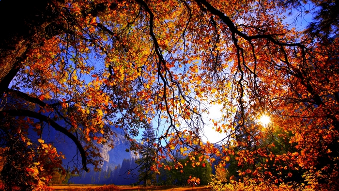 Autumn trees with sunlight and mountains