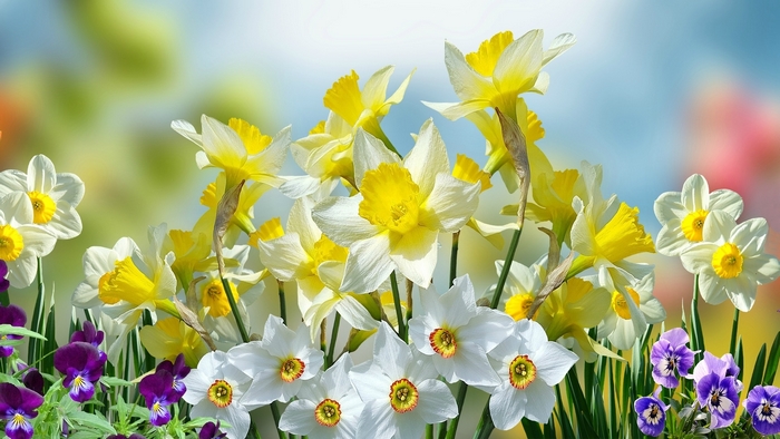 Daffodils and Pansies in Spring