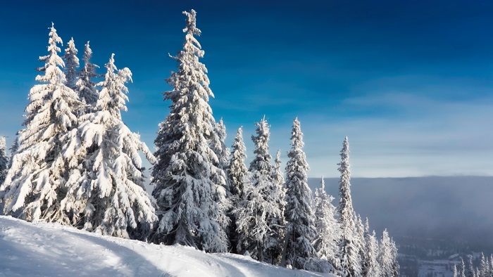 Snow-covered pine trees on a mountain slope under a blue sky