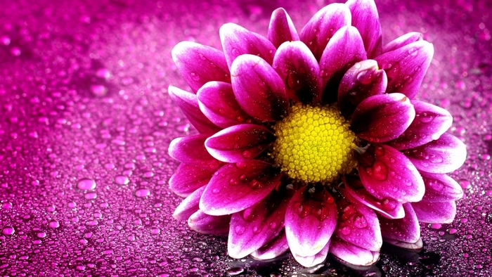 Pink flower with yellow center on wet surface