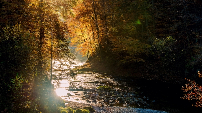 Sunlight filtering through autumn trees onto a forest river