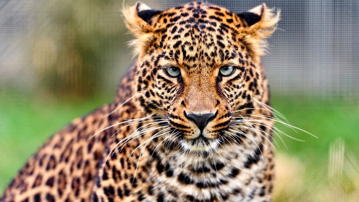 Stunning Close-Up of a Majestic Leopard