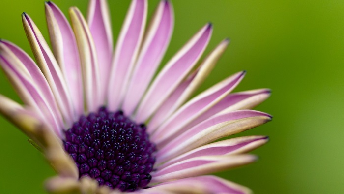 Close-up of a purple and pink daisy with a green background