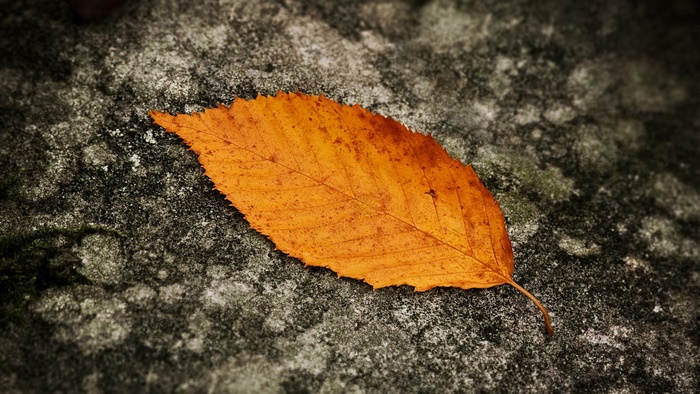Vibrant Orange Leaf on Textured Rock Surface