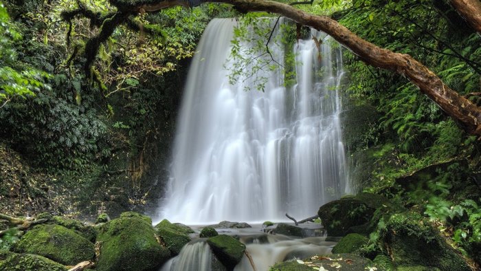 Waterfall in a lush forest in New Zealand