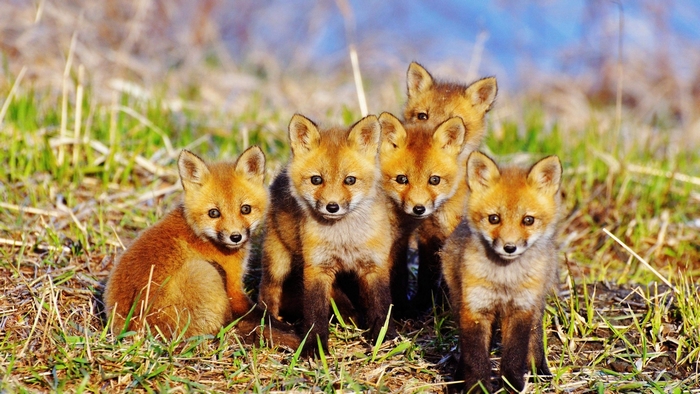 Five young red foxes in grass
