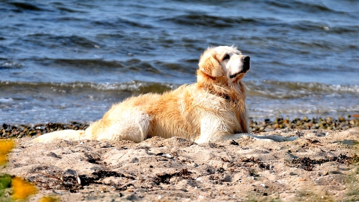 Golden Retriever dog lying on a sandy beach by the water