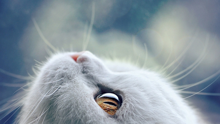 Close-up of a white cat's eye and whiskers looking up