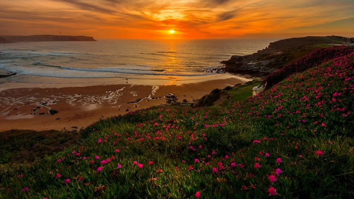 Sunset Over Ocean Beach with Flower-Covered Hillside