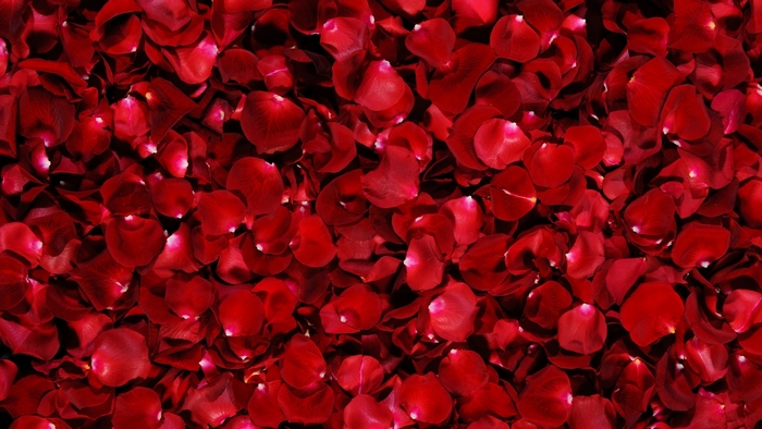 Vibrant Red Rose Petals Close-Up