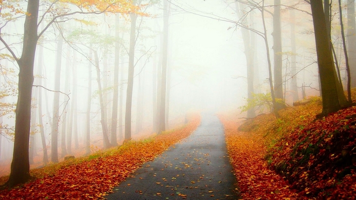 Autumn forest road covered in fallen leaves and fog