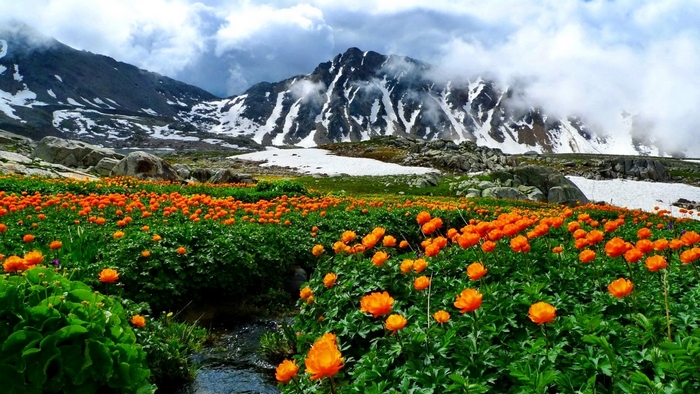 Orange flowers in a mountain landscape with snow