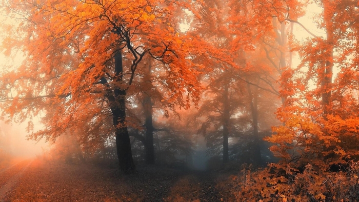 Misty Autumn Forest with Rusty Leaves