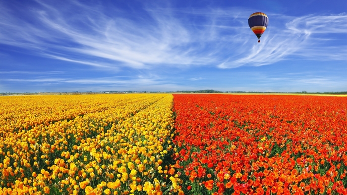 Vibrant Tulip Fields Under a Blue Sky with Hot Air Balloon