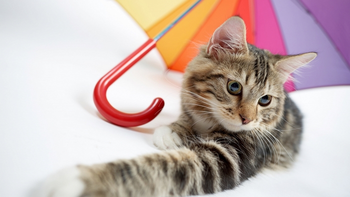 Kitten with a colorful umbrella