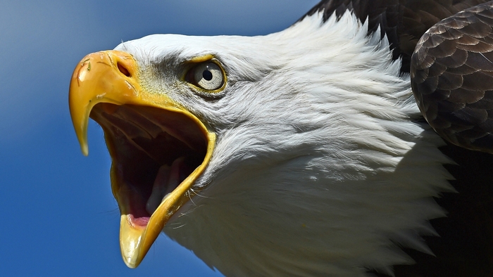 Close-up of a Screaming Bald Eagle