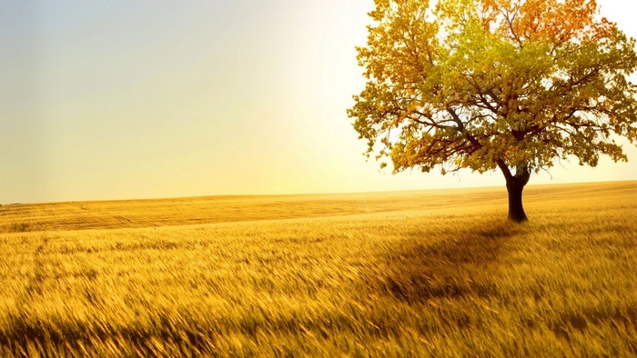 Golden field with a lone tree at sunset