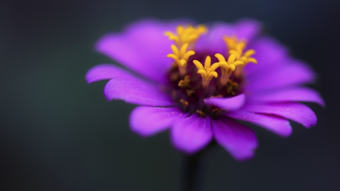 Close-up of a purple zinnia flower with yellow stamens