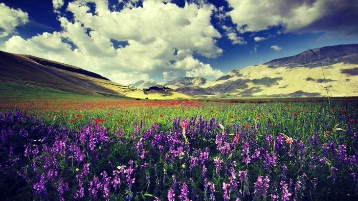 Field of purple and red flowers with mountains and clouds