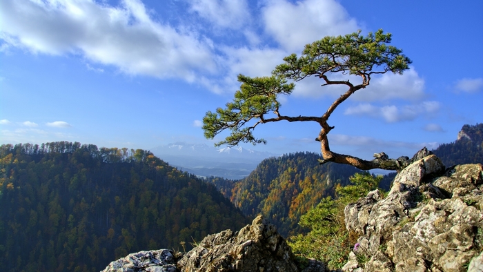 Pine tree on a rocky cliff overlooking mountains in Poland