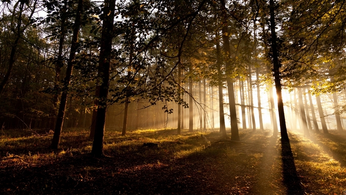 Sunrise Light Streams Through Foggy Forest Trees