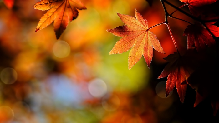 Vibrant Autumn Maple Leaves in Soft Light