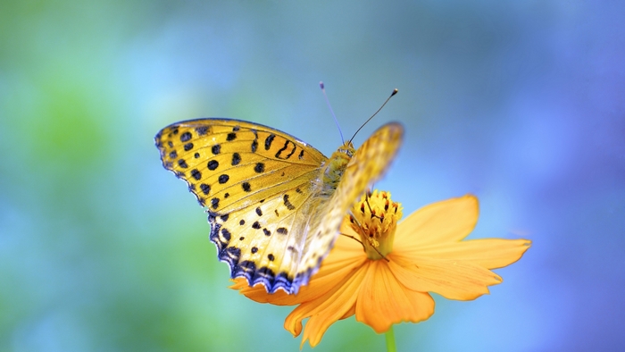 Yellow butterfly with black spots on an orange flower