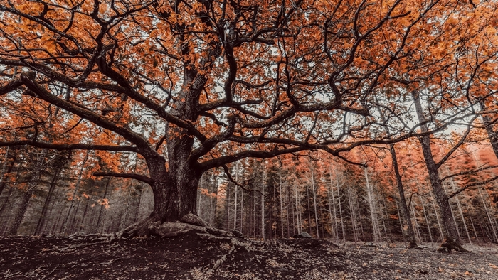 Majestic Autumn Tree in a Quiet Forest