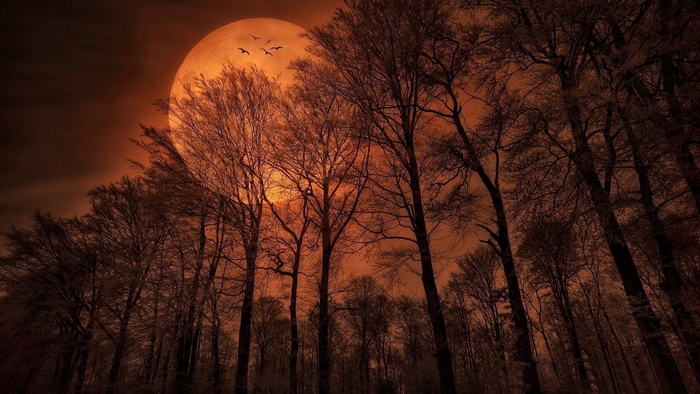 Moonlit Forest at Night with Flying Birds