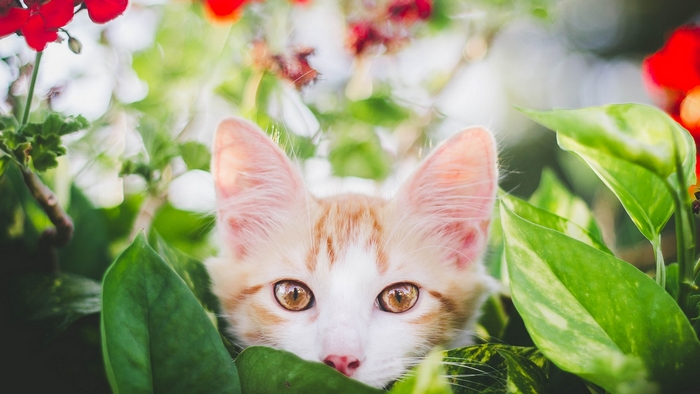 Curious Kitten Peeking Through Green Leaves