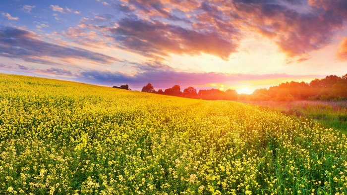 Sunset Over Vibrant Yellow Flower Field
