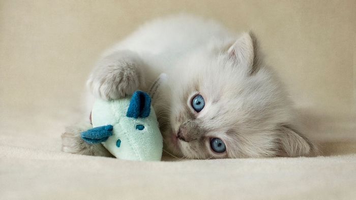 Adorable Ragdoll Kitten with Blue Eyes and Toy Mouse