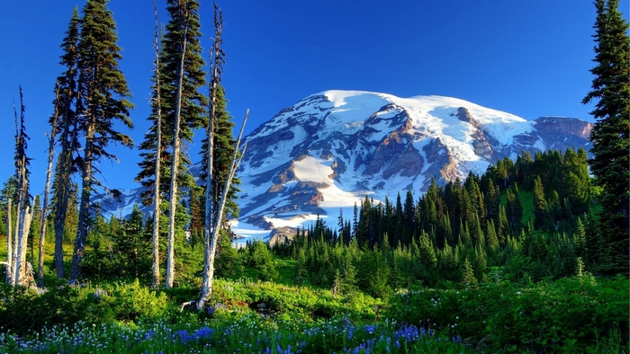 Snow-Capped Mount Rainier with Forest and Wildflowers