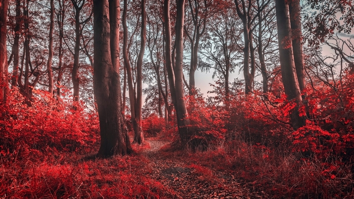 Autumn Forest Path with Vibrant Red Foliage