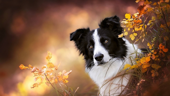 Border Collie Amid Autumn Leaves