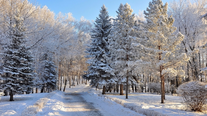 Snow-Covered Trees on a Winter Path