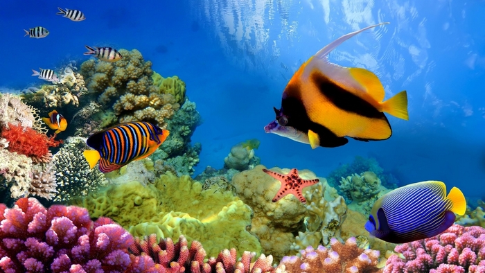 Vibrant Tropical Fish in Coral Reef
