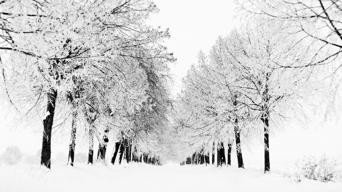 Snow-Covered Winter Forest Path