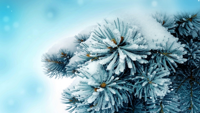 Frosted Pine Branches Covered in Snow