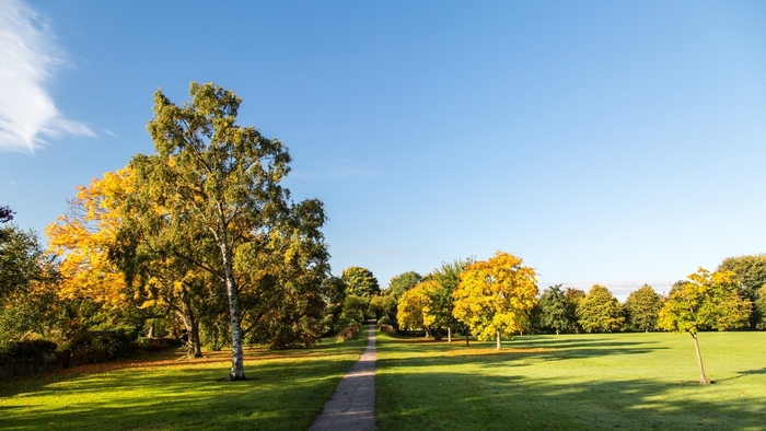Bright Autumn Park with Trees and Green Fields