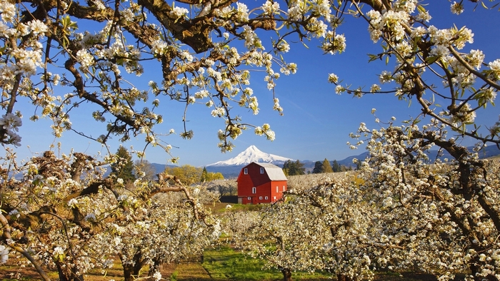 Red barn in a blooming orchard with a snow-capped mountain
