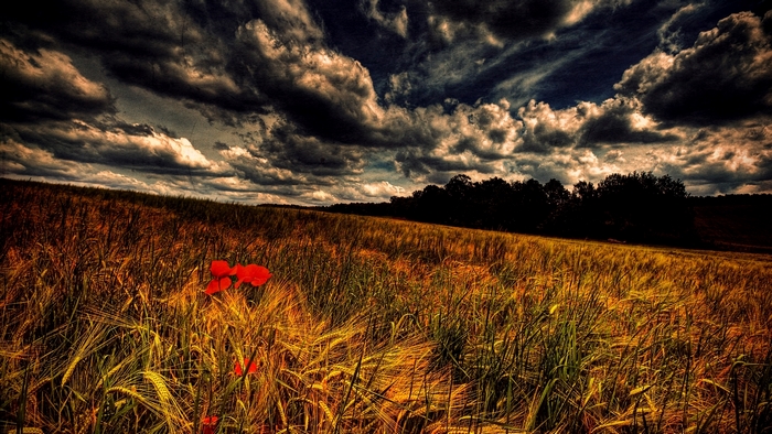 Field of poppies under stormy sky