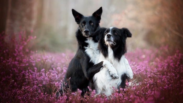Two dogs in a field of purple flowers
