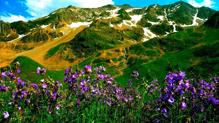 Purple flowers in front of snow-capped mountains
